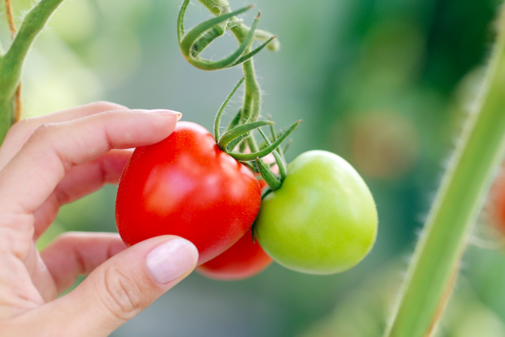 piantine di pomodoro