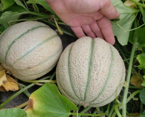 coltivare-meloni